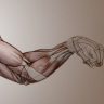 [Proko] Anatomy of the Human Body: Arms [ENG-RUS]