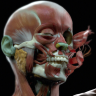 [CGMA] Character Facial Sculpting Week 7-8 [ENG-RUS]