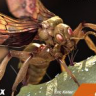 [The Gnomon Workshop] Hyper-real Insect Design [ENG-RUS]