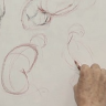 [New masters academy] Drawing the ribcage [ENG-RUS]