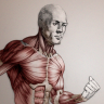 [Proko] Anatomy of the Human Body Torso [ENG-RUS]