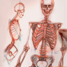 [The Gnomon Workshop] Anatomy Workshop: Volume Three [ENG-RUS]
