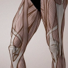 [Proko] Anatomy of the Human Body: Legs [ENG-RUS]