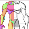 [Mitch Leeuwe] Anatomy: how to draw the Upper body [ENG-RUS]